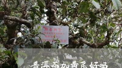 普洱茶加黄芪好吗/2023040928383