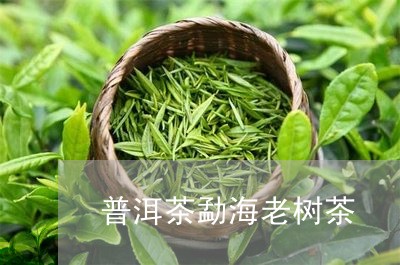 普洱茶勐海老树茶/2023041276168