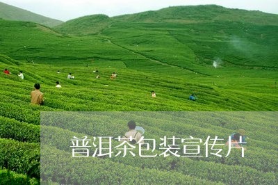 普洱茶包装宣传片/2023033066057