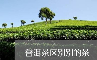 普洱茶区别别的茶/2023031754038