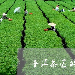 普洱茶区的困鹿山/2023033068713