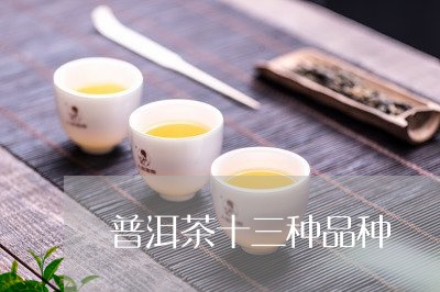 普洱茶十三种品种/2023040904959