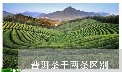 普洱茶千两茶区别/2023031659614