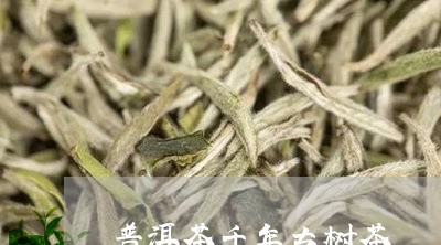 普洱茶千年古树茶/2023033101594