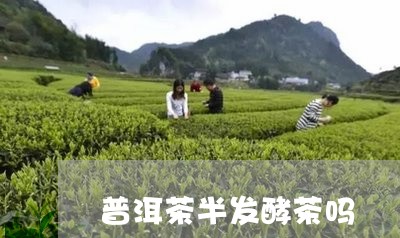 普洱茶半发酵茶吗/2023041146251