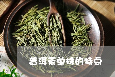 普洱茶单株的特点/2023041036149