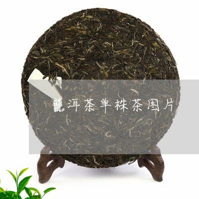 普洱茶单株茶图片/2023041293705