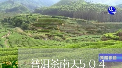 普洱茶南天504/2023041160381