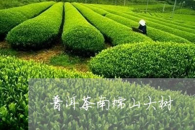 普洱茶南糯山大树/2023040128561