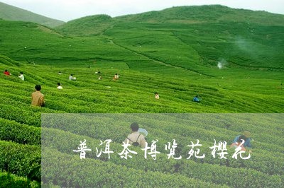 普洱茶博览苑樱花/2023041016069