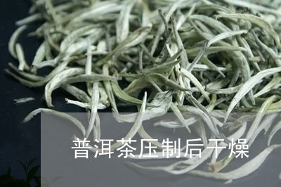 普洱茶压制后干燥/2023041036493