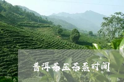 普洱茶压茶蒸时间/2023041293916