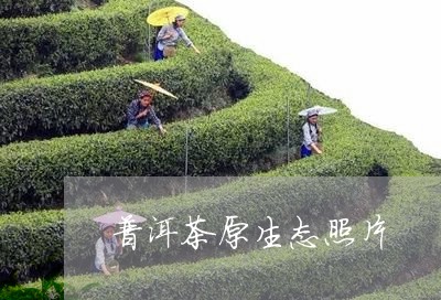 普洱茶原生态照片/2023040182593