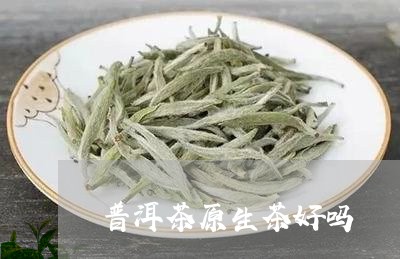 普洱茶原生茶好吗/2023031714936