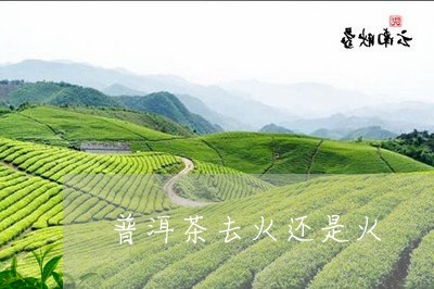 普洱茶去火还是火/2023041093938