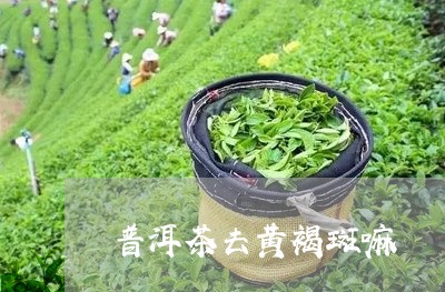 普洱茶去黄褐斑嘛/2023031679180