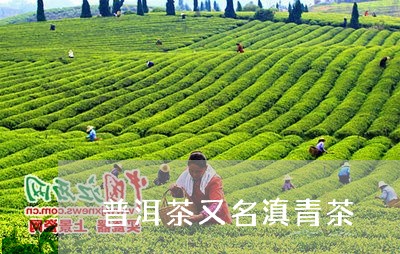 普洱茶又名滇青茶/2023041143936