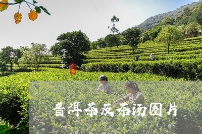 普洱茶及茶汤图片/2023041167272