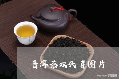 普洱茶双头芽图片/2023040139472