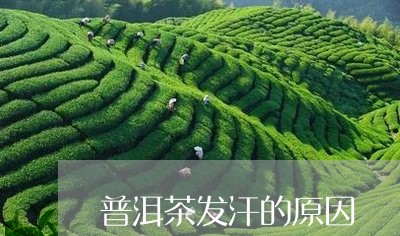 普洱茶发汗的原因/2023040966160