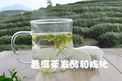 普洱茶发酵和陈化/2023041089601