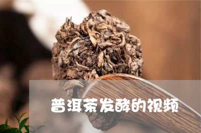 普洱茶发酵的视频/2023031617159