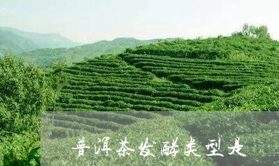 普洱茶发酵类型是/2023041051693