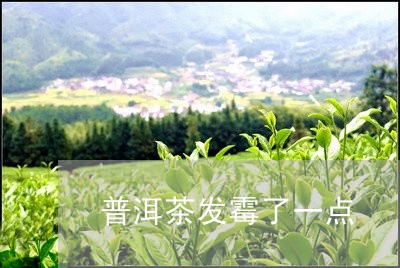 普洱茶发霉了一点/2023033162604