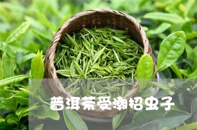 普洱茶受潮招虫子/2023040966058