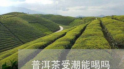 普洱茶受潮能喝吗/2023040144048