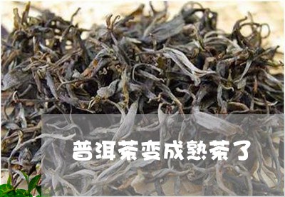 普洱茶变成熟茶了/2023041279503