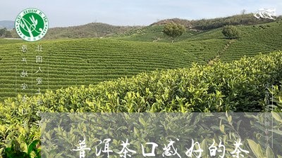 普洱茶口感好的茶/2023031694937