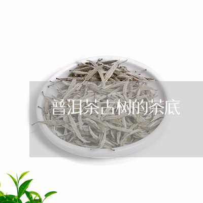 普洱茶古树的茶底/2023041222736