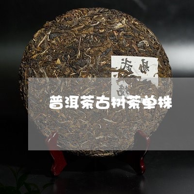 普洱茶古树茶单株/2023031604951