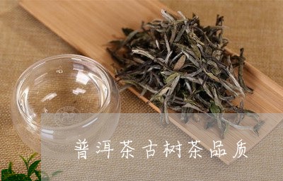 普洱茶古树茶品质/2023041163803