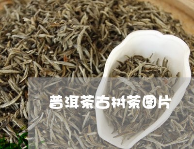 普洱茶古树茶图片/2023041340173