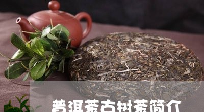 普洱茶古树茶简介/2023031627151