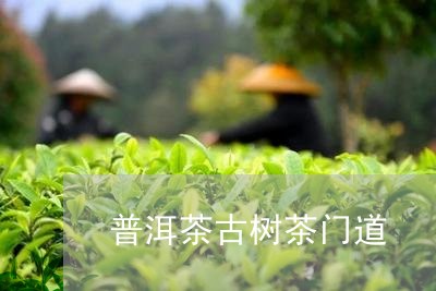 普洱茶古树茶门道/2023041113936