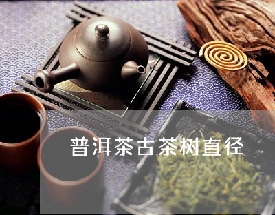 普洱茶古茶树直径/2023031663705