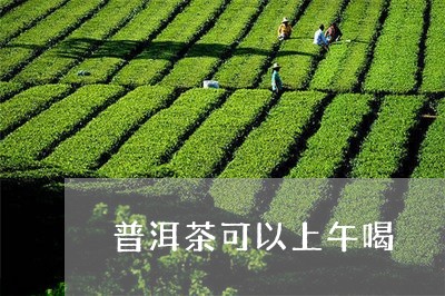 普洱茶可以上午喝/2023040113506