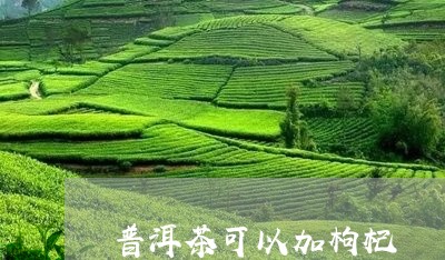 普洱茶可以加枸杞/2023041031594