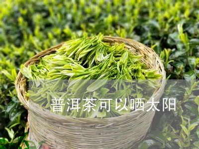 普洱茶可以哂太阳/2023041205128