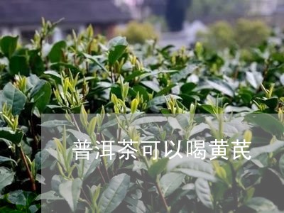 普洱茶可以喝黄芪/2023041046372