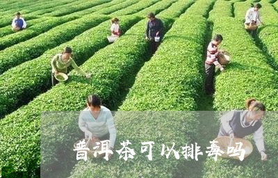 普洱茶可以排毒吗/2023031600592