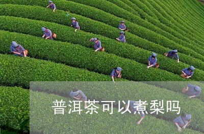 普洱茶可以煮梨吗/2023040103718