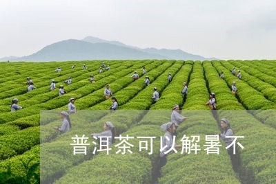 普洱茶可以解暑不/2023041397048