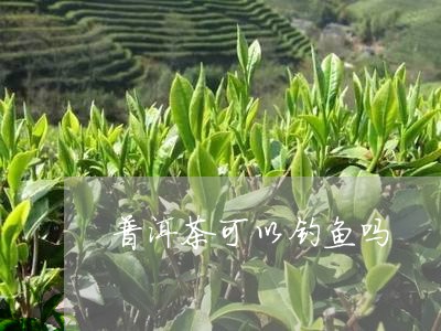 普洱茶可以钓鱼吗/2023041015169