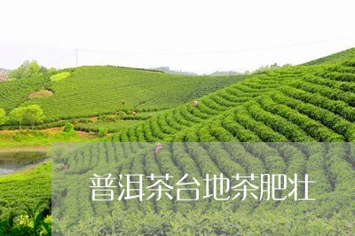 普洱茶台地茶肥壮/2023031800572