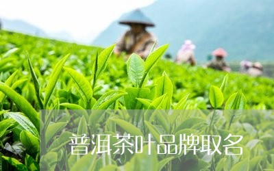 普洱茶叶品牌取名/2023031849473