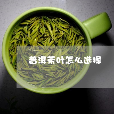 普洱茶叶怎么选择/2023033066370